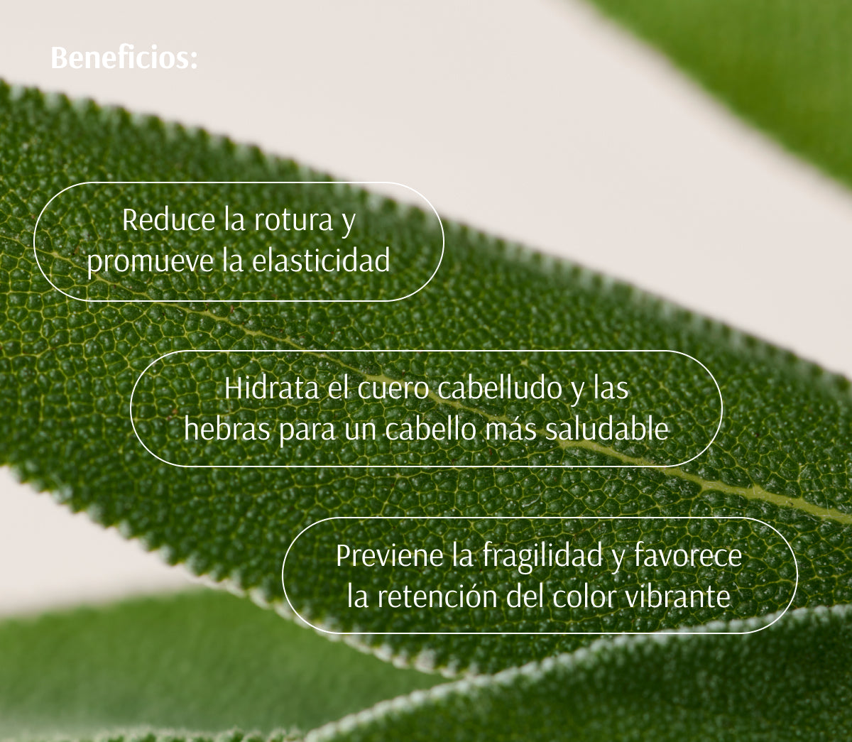 Rutina Regenerativa “Age-Well”