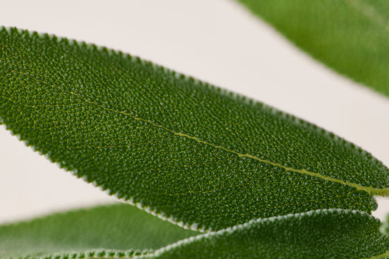Extracto de Salvia