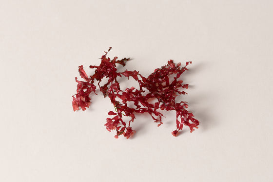 Alga Roja